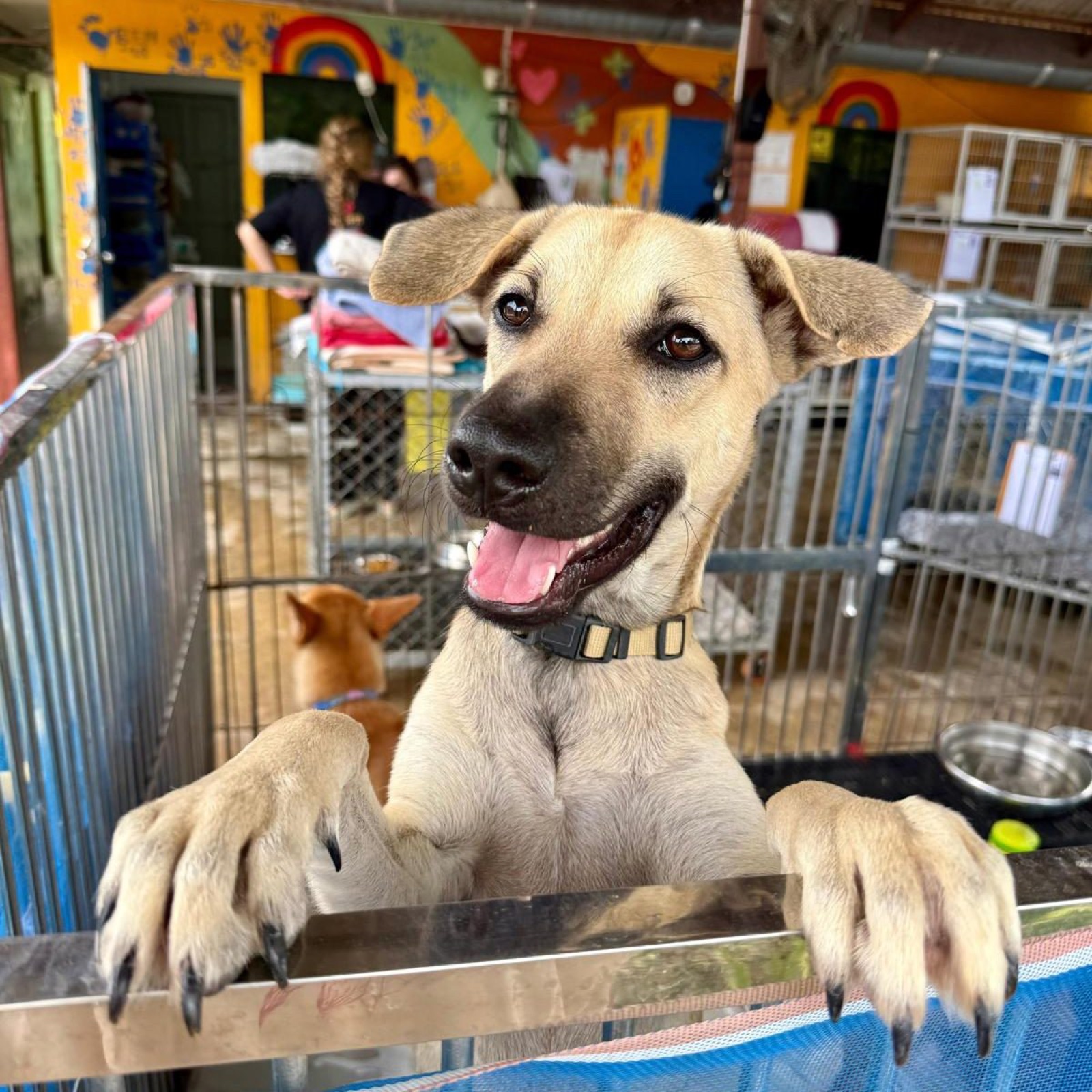 A rescued dog riding in a trolley