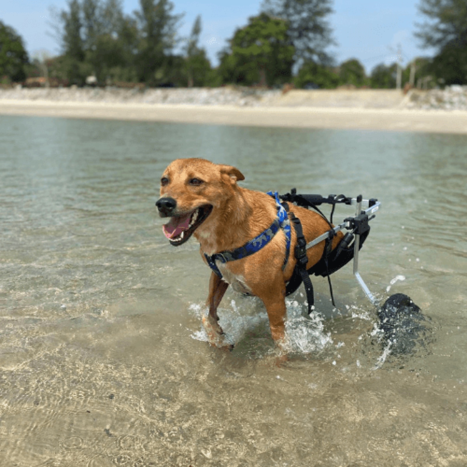 A rescued dog swimming with the help of a mobility cart