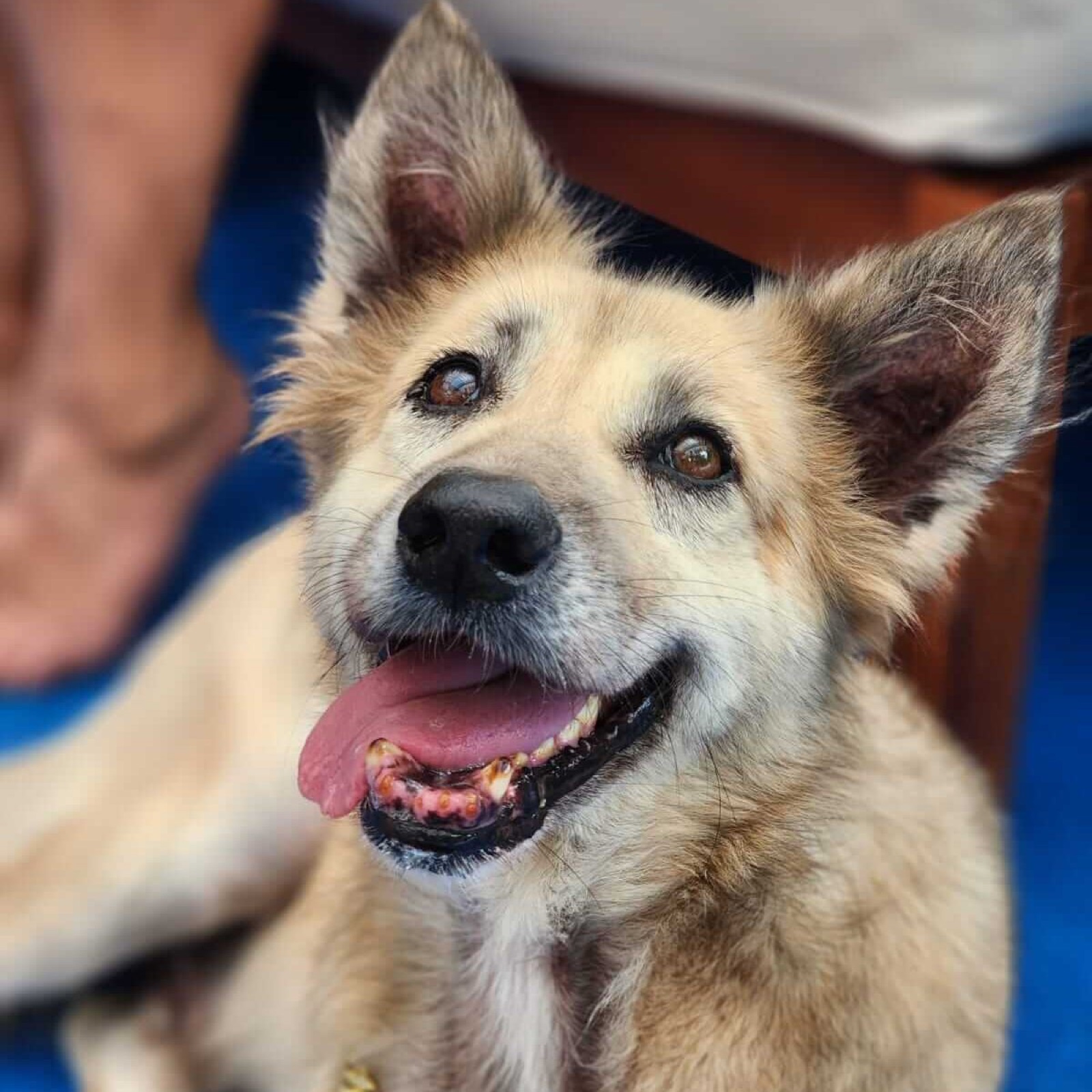A happy rescued dog smiling at the camera