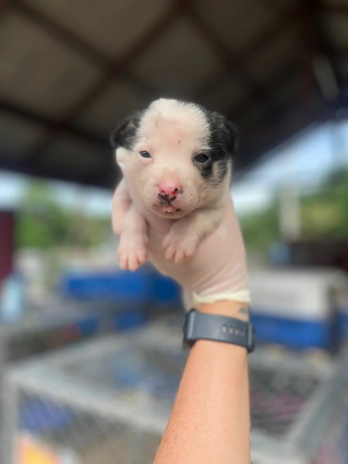 A volunteer holding a tiny rescued puppy