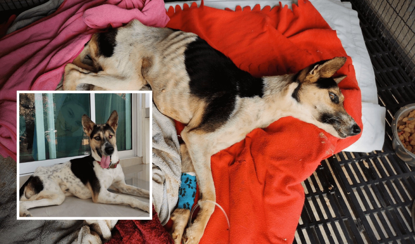 A rescued dog's before-and-after transformation